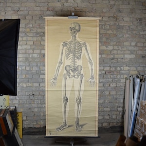 Skelett & Schädel, Anatomie des Menschen: original antikes 1920er Jahre Deutsches Lehrplakat Anatomisches Schulposter Medizindruck Hygienemuseum