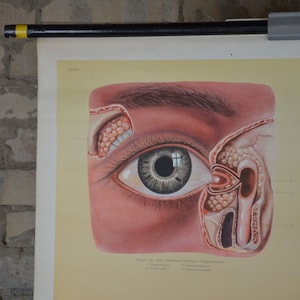 Human Eye Anatomy, Vision: original vintage 1960er Lehrposter Schule Wandkarte Roll down anatomischer Druck Gehirn Optometry
