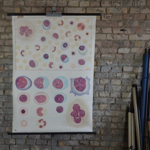 Human Blood Cells: original vintage 1960er Jahre Lehrposter Schule Roll down Wandkarte Anatomie Deutsche Biologie Modernist Print antik
