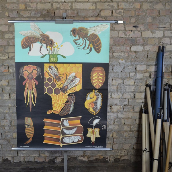Honey bee: original vintage 1970s German educational poster school wall chart roll down print Jung Koch Quintell beekeeping beehive anatomy