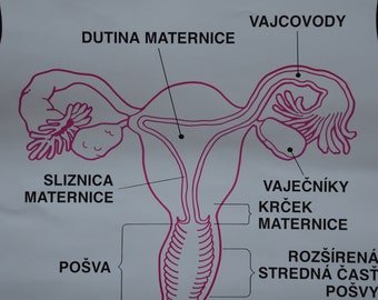 Rast.maternice i.seks