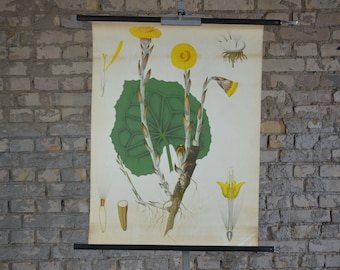 Coughwort, Coltsfoot, antique botanical print: original vintage 1920s German educational poster school wall chart lithograph yellow flower