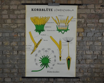 Dandelion: original vintage 1960s German educational poster school wall chart roll up plant flower botanical print mid century illustration
