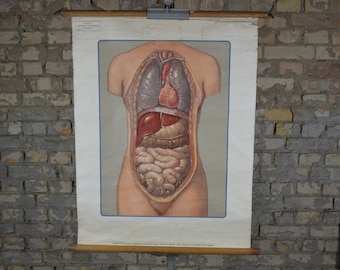 May include: A vintage anatomical chart depicting the internal organs of the human body. The chart is printed on paper and mounted on a roller. The chart shows the lungs, heart, liver, stomach, intestines, and other organs.