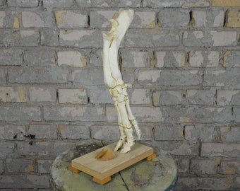 Pig Foot Anatomy, antique anatomy model: original 1970s educational vintage veterinary anatomical lifesize sow articulated leg skeleton