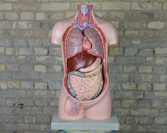 Puede incluir: Un modelo anatómico detallado del torso humano, que muestra los órganos internos, incluidos los pulmones, el corazón, el hígado, el estómago, los intestinos y la vejiga. El modelo está hecho de plástico y está pintado en colores realistas.