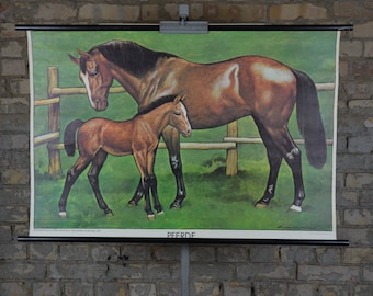 1907 年頃 子宮内の子馬 リトグラフ • オリジナルアンティークプリント