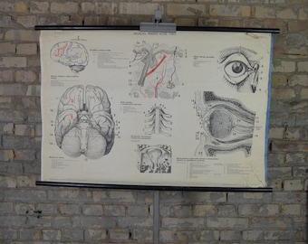 Neurology, Human Nervous System: original vintage 1950s Czech educational poster anatomical school wall chart anatomy print brain eye vision