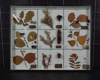 Vintage Botanical Display: original 1960s German Tree specimen collection box biology diorama shadowbox leaves antique forest samples oak