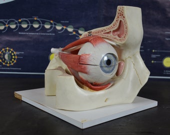 Eye Anatomy Model