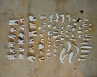 Collezione di denti di mammifero, ossa vere, anatomici, originali, vintage, anni '60, set di denti odontoiatrici, educativi, scolastici, scientifici, anatomia, gioielli