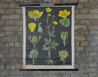 Buttercup flower: original antique 1890s German educational poster school wall chart botanical plant print gardening vintage biology black
