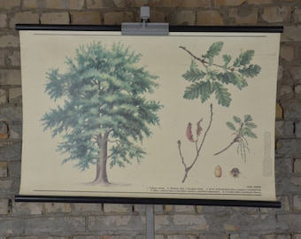 Irish Oak tree, Quercus petraea: original vintage 1980s Czech educational poster school wall chart roll down print plant botanical antique