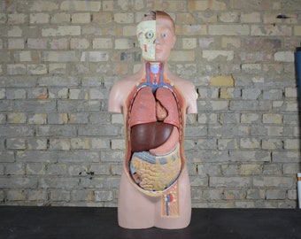 Puede incluir: Un modelo de torso anatómico vintage con cabeza extraíble y una vista detallada de los órganos internos, incluidos los pulmones, el corazón, el hígado y los intestinos. El modelo está hecho de plástico y está pintado en colores realistas.