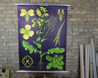 Canola, Rapeseed plant, vintage botanical print: original 1970s German educational poster school wall chart Jung Koch Quentell black flower