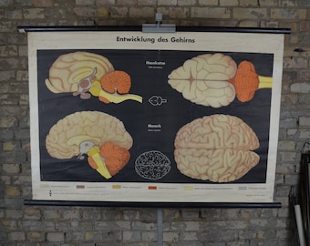 Cat & Human Brain Comparison: original vintage 1960s German educational poster pull down school chart Neurology anatomical print Anatomy