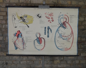 May include: Vintage anatomical chart with illustrations of the human ear, heart, and circulatory system. The chart is printed on paper and has a black frame. The text on the chart is in Czech.