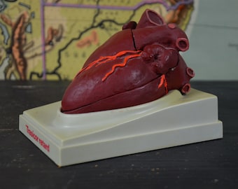 Human Heart Specimen, original vintage anatomical model: original 1980s school educational classroom German medical oddity plaster cast