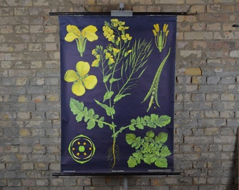 Canola, Rapeseed plant, vintage botanical print: original 1950s German educational poster school wall chart Jung Koch Quentell black flower