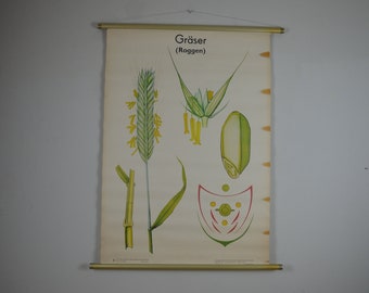 Rye: original vintage German 1970s educational poster roll down school wall chart Botanical print plant Bakery biology grass crop antique