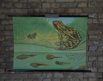 Brown Grass Frog, Tadpoles: original vintage German 1960s educational poster school wall chart anatomy print amphibian newt pond biology