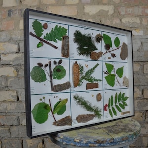 May include: A framed educational chart titled "Bäume des Waldes I" (Trees of the Forest I) showcasing pressed leaves and twigs from various trees. The chart is divided into 12 sections, each featuring a different tree species.