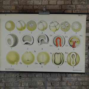 Frühe Embryo Entwicklung: original antik 1920er Jahre Lehrposter Schule Wandkarte Lithographie seltsame Anatomie Kuriosität vintage Mitosis Zellen