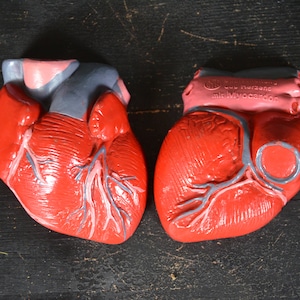 Human Anatomy Heart, vintage anatomical model: original 1950s school educational classroom teaching aid German medical cardiology oddity