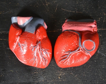 Human Anatomy Heart, vintage anatomical model: original 1950s school educational classroom teaching aid German medical cardiology oddity