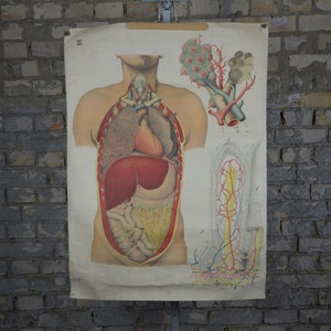 Menschliche Anatomie Torso, Lunge: original vintage 1890er Jahre Medizinisches Lehrposter Lithographie Schulwandkarte Anatomie Druck Organe