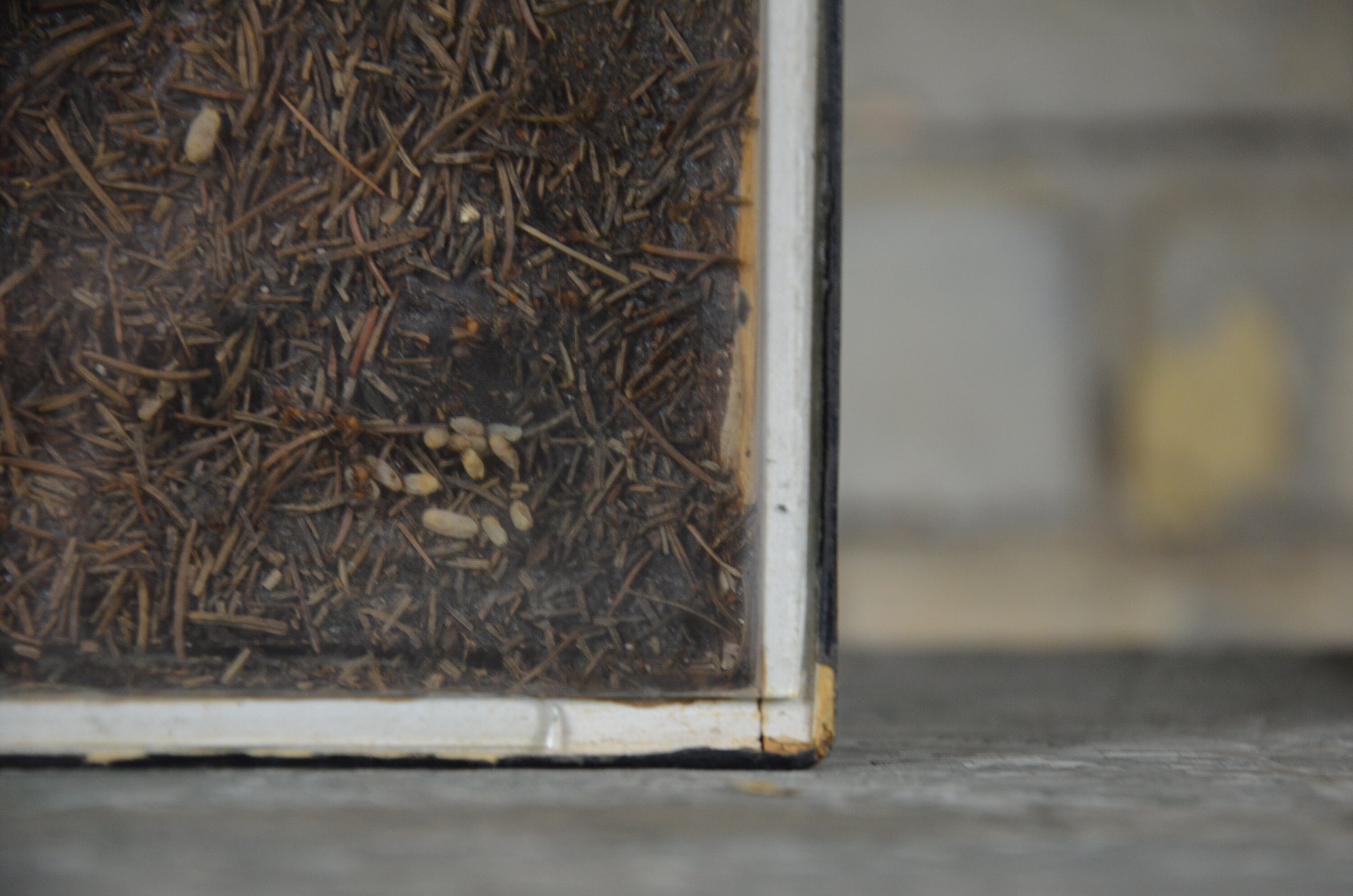 Insects, Anthill, Ants: Original Antique 1920s Educational Czech School ...
