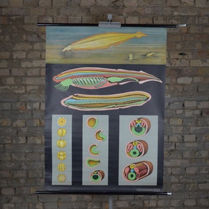 Branchiostoma, Lancelets: original vintage 1950er Jahre Lehrposter Schule Wandkarte Roll down Druck Ozean Küsten Modell Organismus