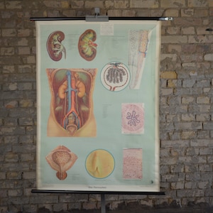 Anatomia del rene umano, poster didattico originale tedesco vintage degli anni '60, tabella scolastica arrotolabile, torso, stampa medica, reni, sangue antico