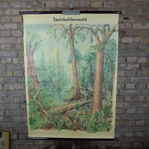 Karbonwald, Pflanzen, Fossilien: original antikes 1970er Jahre Lehrplakat Schulwandbild Naturkunde