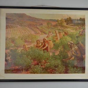 Plantación de té en la India: cartel original de la escuela educativa vintage de la década de 1950 sueco roll down wall chart Black & Green Tea Teahouse Plant Chai
