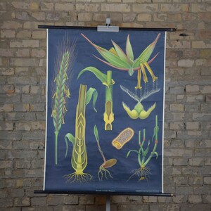 Seigle, Grain, Plante: original vintage des années 1960 Affiche éducative allemande carte murale rouleau bas impression Jung Koch Quentell toile noire JKQ
