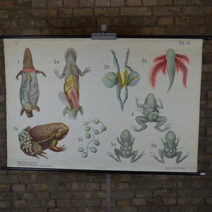 Oeufs d’amphibiens, Axolotl, Grenouille, lézard disséqué: original antique des années 1920 affiche éducative carte murale de l’école lithographie anatomie étrange bizarre
