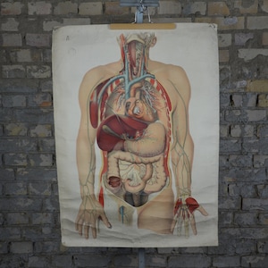 Menschliche Anatomie Torso: Original Vintage 1890er Jahre Lehrposter Lithographie Schule Wandkarte anatomischer Druck innere Organe