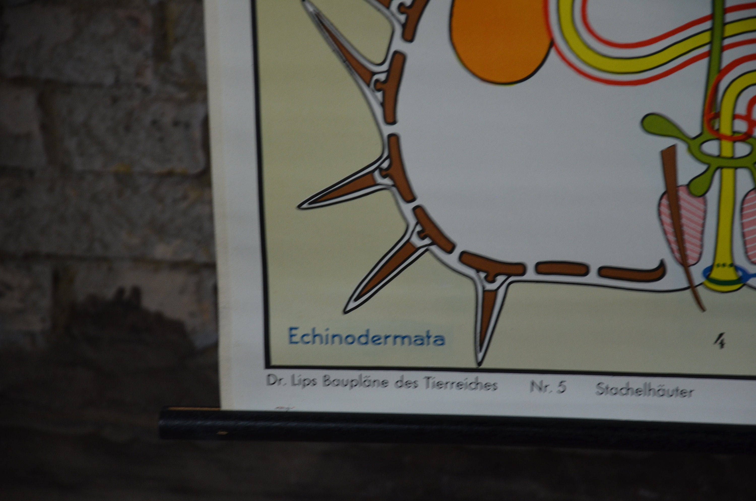 Sea Urchin & Starfish Anatomy: Original Vintage 1960s German ...