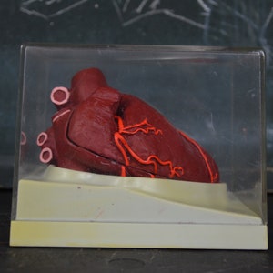 Natural Human Heart Specimen, original vintage anatomical model: original 1980s school educational classroom German medical oddity plaster