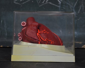 Natural Human Heart Specimen, original vintage anatomical model: original 1980s school educational classroom German medical oddity plaster