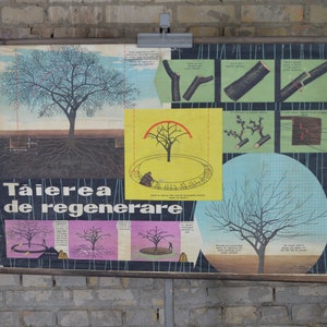 Obstbaumbeschnitt: 1950s original Schulwandkarte, Schulwandkarte, Schulwandkarte, Pflanzendruck, Pflanzenprint, Pflanzenprint, Obstgarten, 1950er Jahre