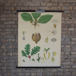 Hêtre européen, gravure botanique: original vintage des années 1920 Affiche éducative allemande carte murale de l’école enrouler une forêt lithographique antique