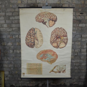 Diagramme d'anatomie du cerveau humain : original vintage des années 1960 affiche éducative allemande anatomie scolaire graphique médical anatomique imprimé neuro antique