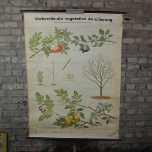 Rowan & Mountain Ash Hybrids: ZELDZAME originele antieke jaren 1950 Duitse vintage educatieve poster schoolwandkaart botanische print fruitboom