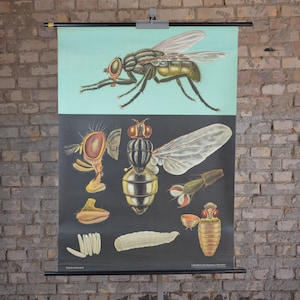 Anatomie de la mouche domestique: original vintage des années 1960 Affiche éducative allemande carte murale de l’école imprimer rouleau vers le bas Jung Koch Quentell biologie Insect Fly