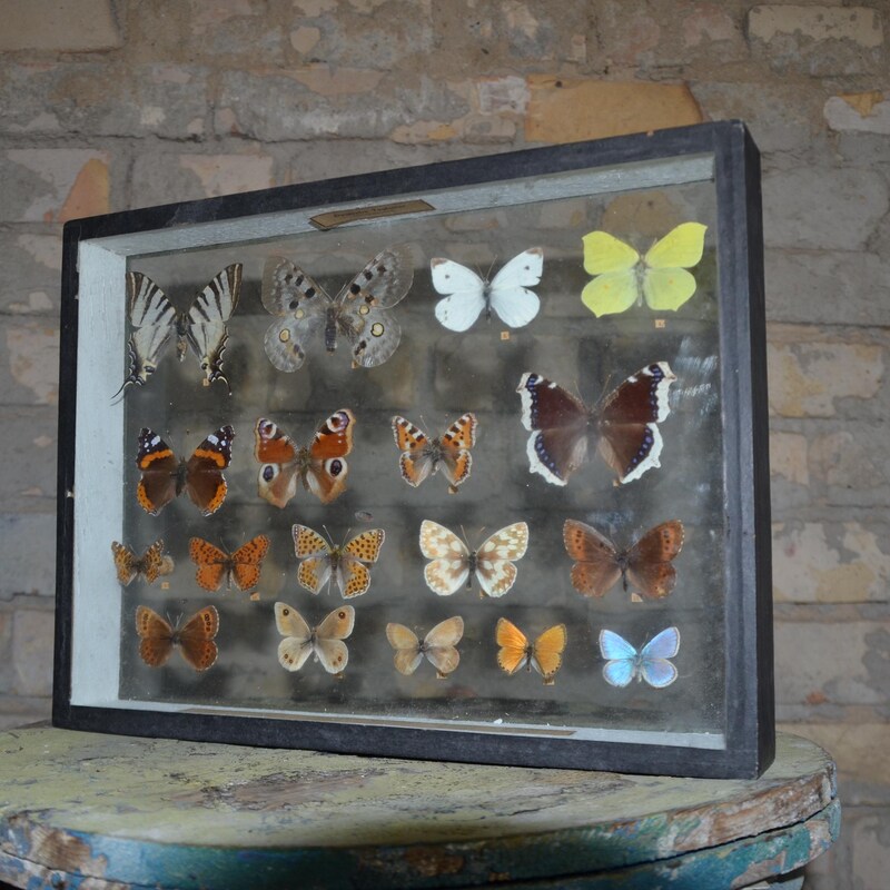 Butterfly Display - Etsy