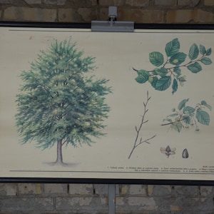 Rotbuche, Fagus sylvatica: original vintage 1980s Lehrtafel Schulwandkarte, Rollbild, 1980er Jahre Lehrtafel botanisch