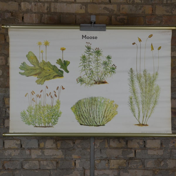 Moosarten: großes original Vintage 1960er Jahre Lehrposter Schulwandtafel Rolldruck Pflanzen Biologie botanisch Kuriosität