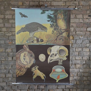 Greifvögel: Original Vintage 1970er Lehrposter Roll down Schulwandkarte Jung Koch Quentell Falke Eule Druck Skelett